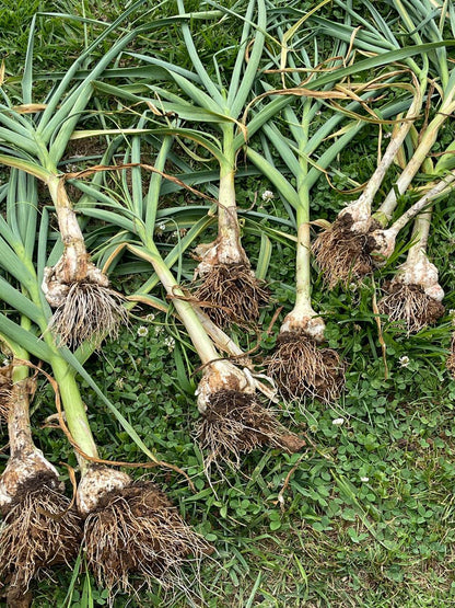 Classical Electroculture Antennas - 8 Pack Set for Enhanced Plant Growth